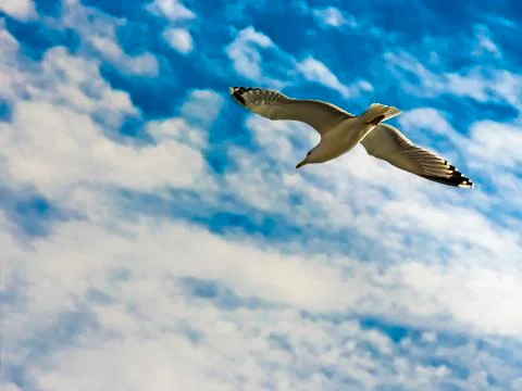 Yellow-legged seagull (Larus Michahellis) flying around the Bay of Cadiz Stock Photos