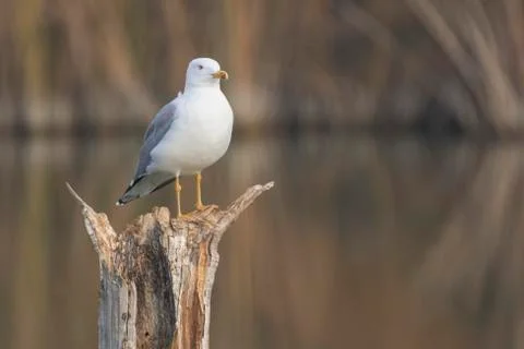 Yellow legged seagull (laurus michahellis) in Estany dIvars Stock Photos
