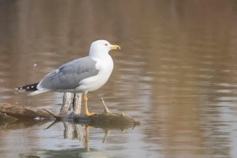 Yellow legged seagull (laurus michahellis) in Estany dIvars Stock Photos