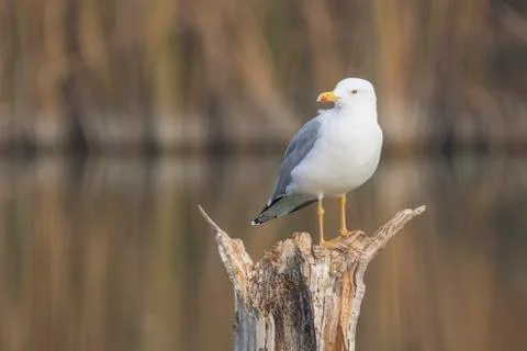 Yellow legged seagull (laurus michahellis) in Estany dIvars Stock Photos