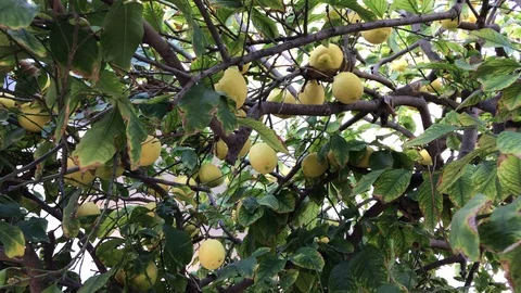 Yellow Lemoms on a lemon tree Stock Footage 100196395