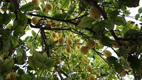 Yellow Lemoms on tree Tracking Shot Video stock 100196304
