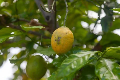 Yellow lemon hanging on tree Stock Photos