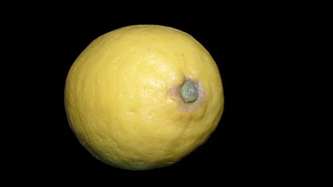 Yellow Lemon – Macro, Close up View on a Black Background Stock Footage 90219769