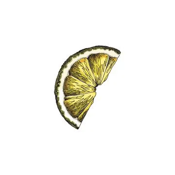 Yellow lemon slice, sketch vector illustration. Hand drawn engraved lime half of Illustrazione stock