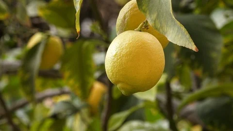Yellow lemon on the tree Close Up 스톡 동영상 104937906