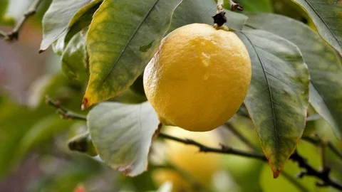 Yellow lemon on the tree Video stock 104938000