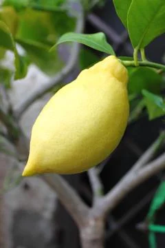 Yellow lemon on tree Stock Photos