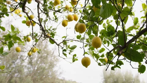 Yellow lemon Tree in spring season Stock Footage 238780046