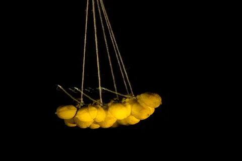 Yellow lemons on black background Stock Photos