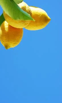 Yellow lemons on blue sky Stock Photos