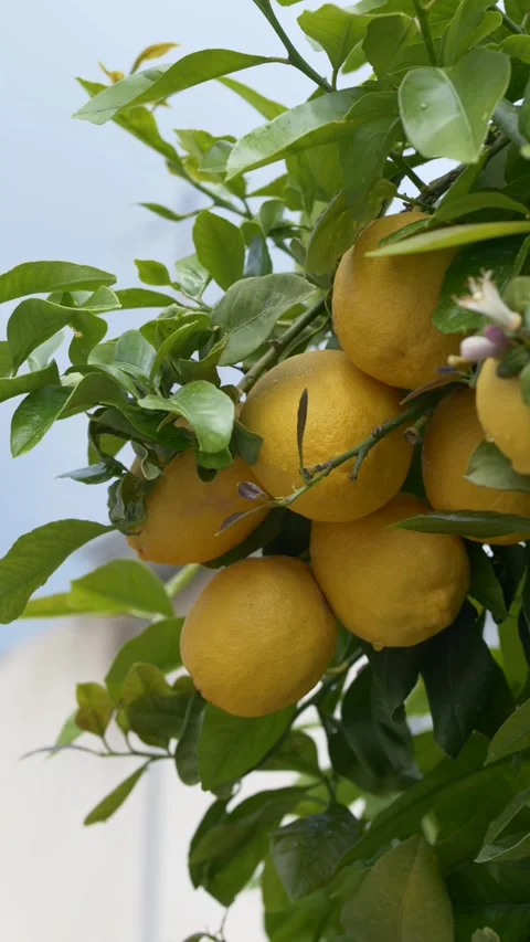 Yellow lemons growing in abundance, representing export quality and global Stock Footage 332903847