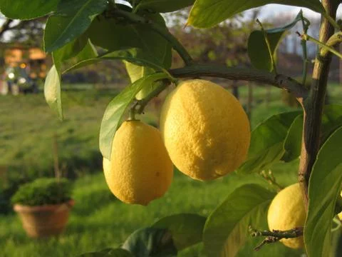 Yellow lemons growing on the tree at sunset . Tuscany, Italy Stock Photos