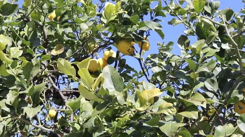 Yellow lemons hanging on tree. Ripe lemon hanging on tree branch in sunshine. Stock Footage 171962602