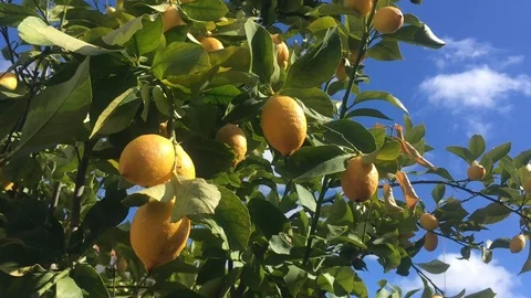 Yellow lemons in lemon tree Stock Footage 86942329