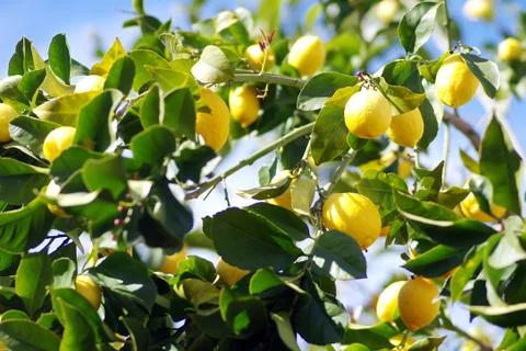 Yellow lemons on lemon tree Stock Photos