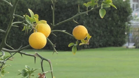 Yellow lemons in the park Stock-Footage 119812985