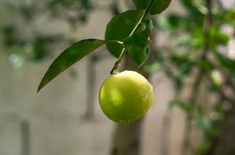 Yellow lemons Stock Photos