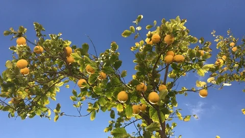Yellow Lemons on a tree against blue sky Stock Footage 100239031