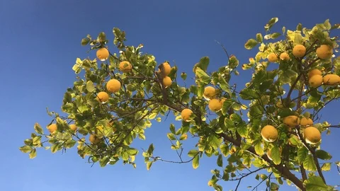 Yellow Lemons on a Tree Against Blue Sky Stock Footage 100239117