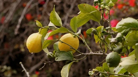 Yellow lemons on the tree in the garden Stock-Footage 104934102