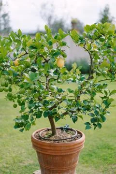 Yellow lemons on a tree, lemon trees in pots. Stock Photos