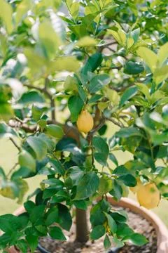 Yellow lemons on a tree, lemon trees in pots, close-up. Stock Photos
