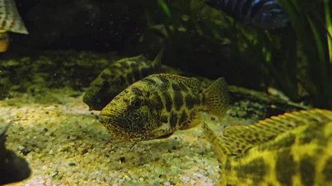 An yellow leopard cichlid fish Stock Footage 275478449