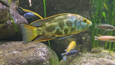 An yellow leopard cichlid  Stock Footage 245033648