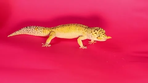 Yellow Leopard gecko eating worm on pink background. Macro, space for text Stock Footage 302943531