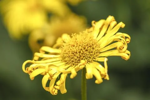 Yellow leopards bane. Stock Photos