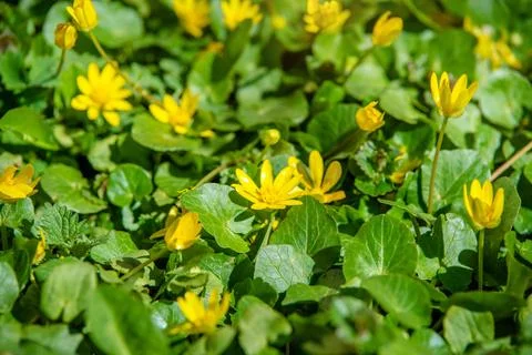 Yellow Lesser celandine flowers in spring on a green natural background 写真素材