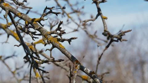 Yellow lichen on bare pear tree branches in early spring. Close up. Stock Photos