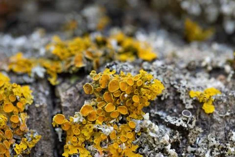 Yellow lichen on the bark of a tree. Stockfoto's