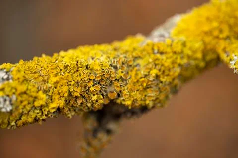 Yellow lichen on the bark of a tree. Stock Photos