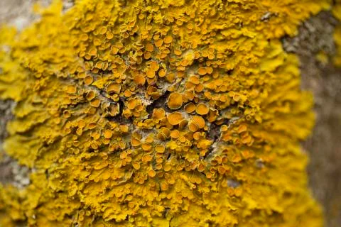 Yellow lichen on the bark of a tree. Foto stock