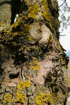 Yellow lichen on the bark of a tree Stock Photos