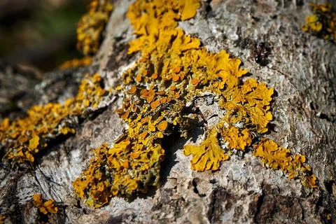 Yellow lichen on the bark of a tree Stock Photos