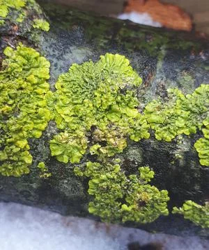 Yellow lichen on the bark of a tree. Tree trunk affected by lichen. Moss on a Stock-Fotos