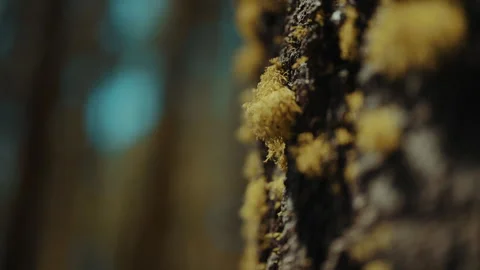 Yellow lichen on dark tree bark macro in a California forest 스톡 동영상 348048167