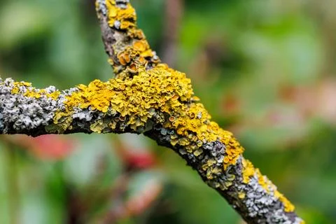 Yellow lichen on a fruit tree Stock Photos