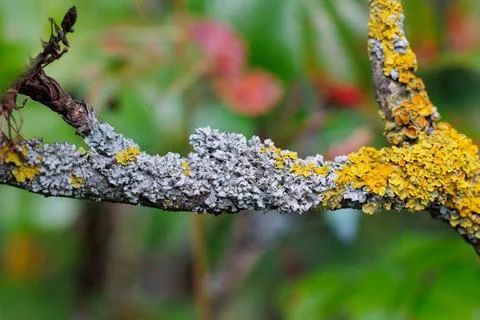 Yellow lichen on a fruit tree Stock Photos