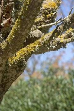 Yellow lichen grows on tree Stock Photos