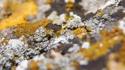 Yellow lichen moss background. Moving Past Rock Face Covered Lichen 스톡 동영상 83828656
