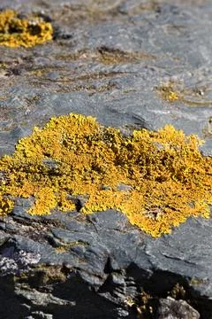 Yellow lichen patch on the rock Stock Photos