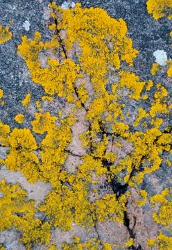 Yellow Lichen Foto stock