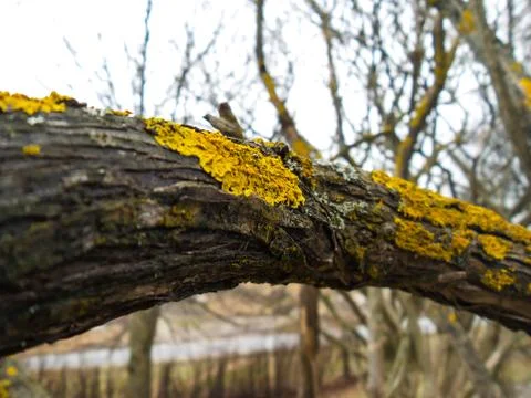 Yellow lichen Stock Photos