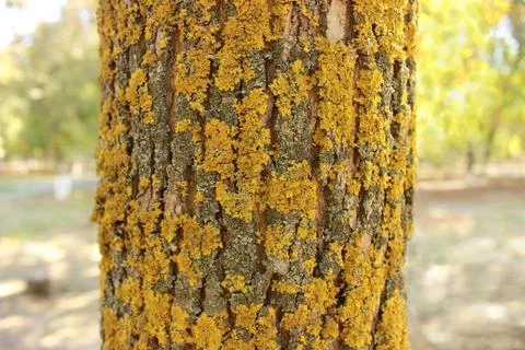 Yellow lichen Stock Photos