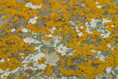 Yellow lichen on stone surface Stock Photos