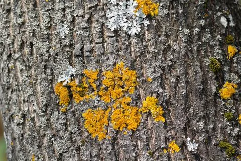 Yellow lichen on the surface of the tree Stock Photos